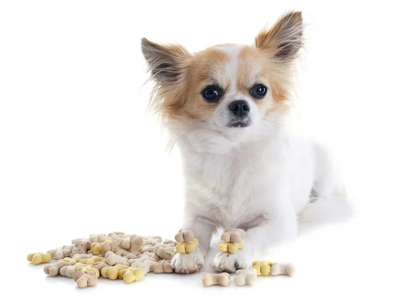 Chihuahua e comida para cães — Fotografia de Stock