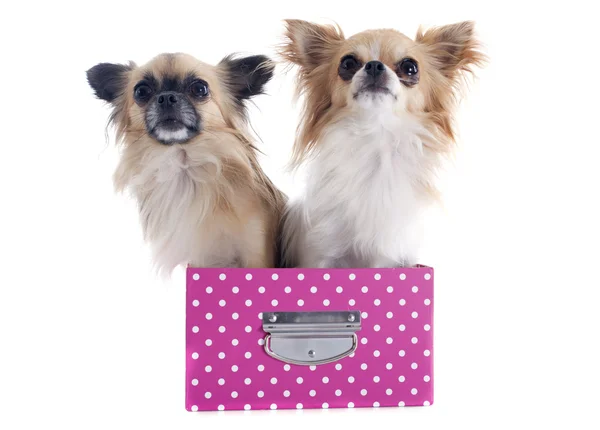 Chihuahuas em caixa — Fotografia de Stock