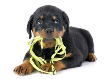 yavru rottweiler ve kira kontratı