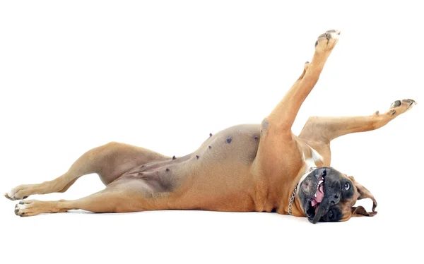 Rolling boxer — Stock Photo, Image