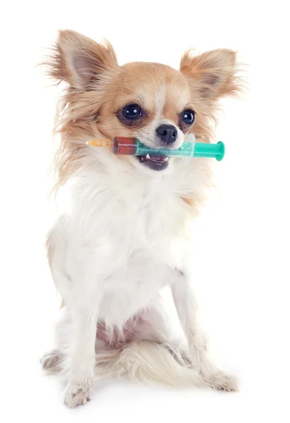 Chihuahua and syringe — Stock Photo, Image