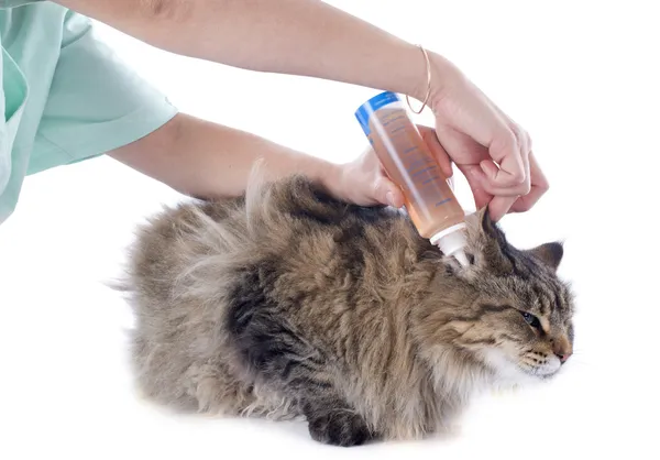 Hygiene der Ohren — Stockfoto