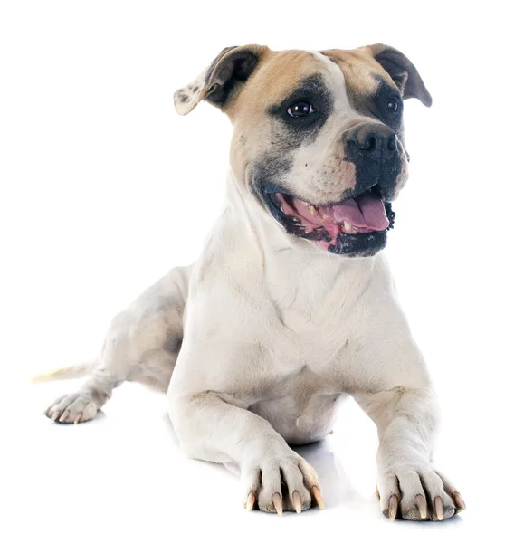 Amerikanische Bulldogge — Stockfoto