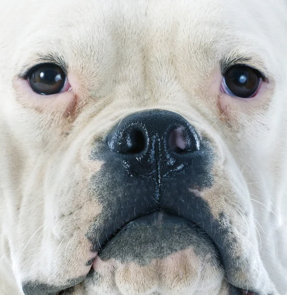 American bulldog — Stock Photo, Image