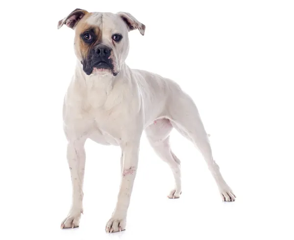 American bulldog — Stock Photo, Image