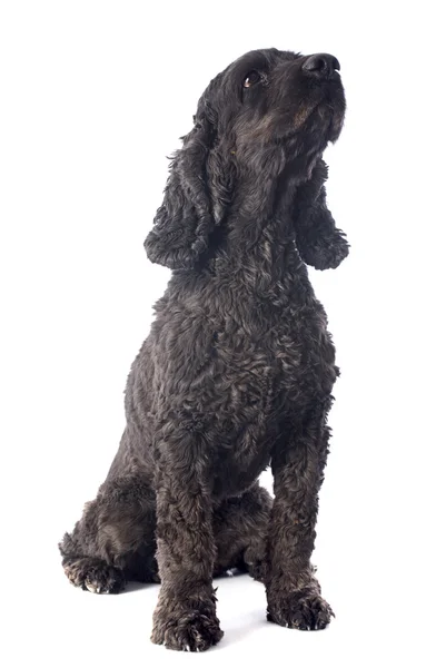 Preto cocker spaniel — Fotografia de Stock