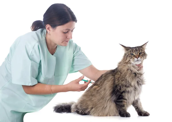 Maine coon y veterinario Imagen de archivo