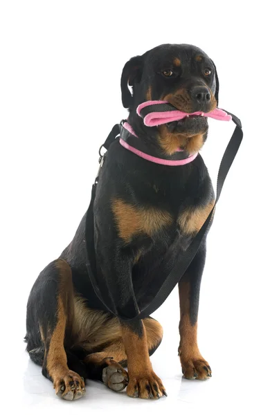 Rottweiler och koppel — Stockfoto