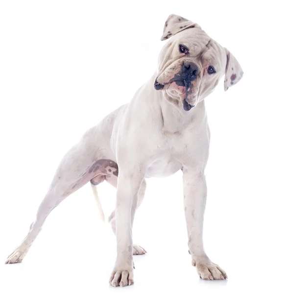 Amerikanische Bulldogge — Stockfoto