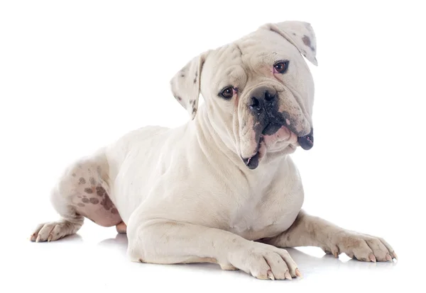 Amerikanische Bulldogge — Stockfoto