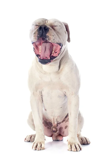 Amerikanische Bulldogge — Stockfoto