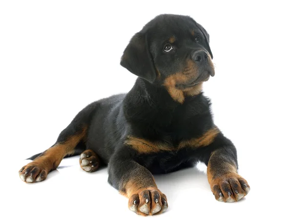 Yavru rottweiler — Stok fotoğraf