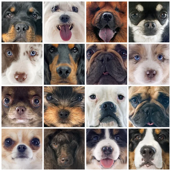 Gruppe von Hunden — Stockfoto