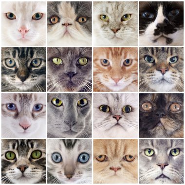 Grup kedi