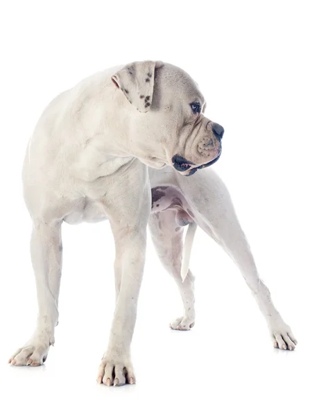 American bulldog — Stock Photo, Image