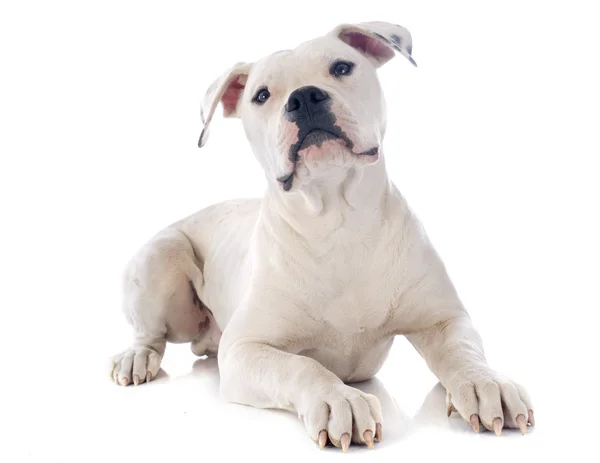 Puppy american bulldog Royalty Free Stock Images