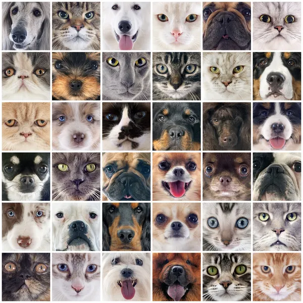 Perros y gatos fotos de stock, imágenes Perros y gatos sin royalties | Depositphotos
