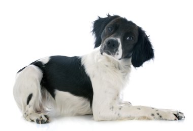 Brittany spaniel