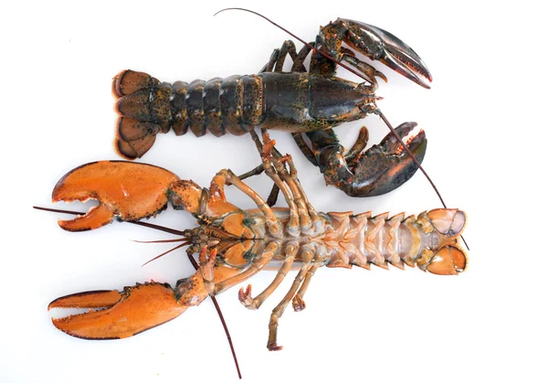 Lobsters — Stock Photo, Image