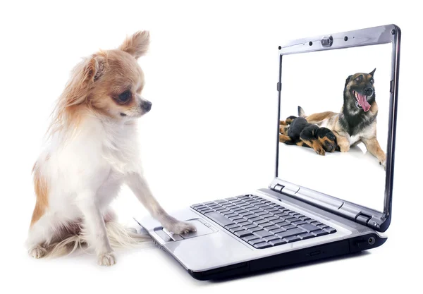 Chihuahua ve bilgisayar — Stok fotoğraf