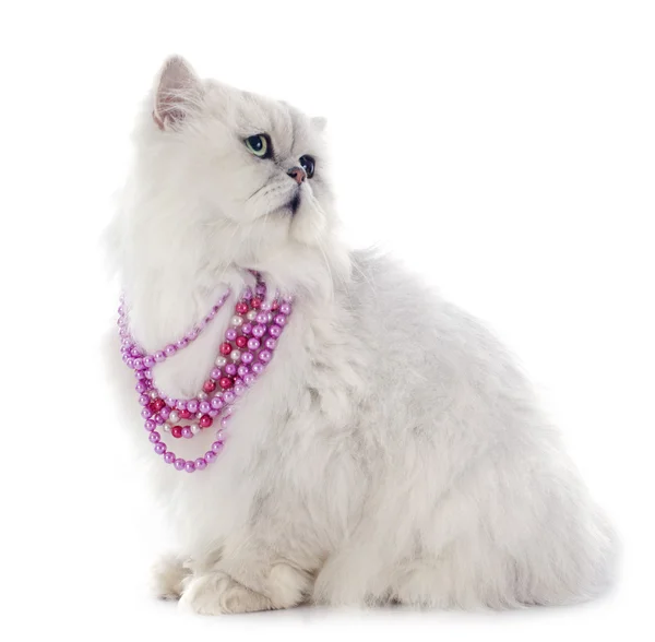 White persian cat — Stock Photo, Image