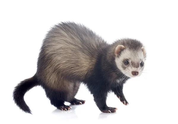 Eating brown ferret — Stock Photo, Image