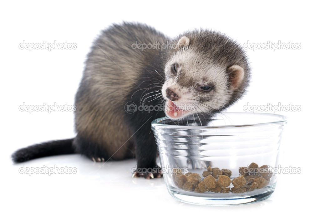 eating brown ferret