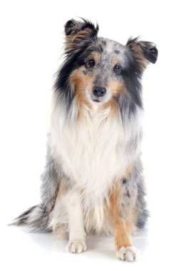Shetland köpek