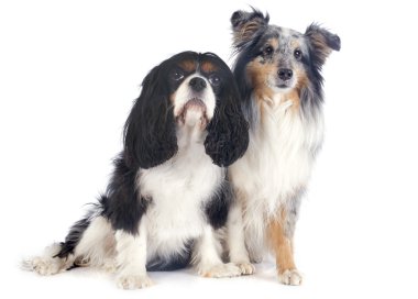 Shetland köpek ve cavalier king charles