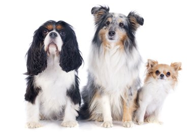 üç köpek