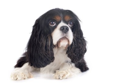 Cavalier King Charles