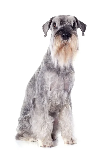 Schnauzer estándar —  Fotos de Stock