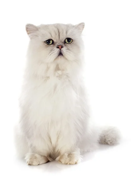Gato branco persa — Fotografia de Stock