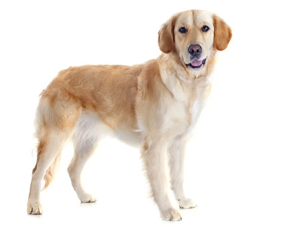 Golden retriever — Stock Photo, Image