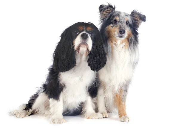 Shetland psa i cavalier king charles — Zdjęcie stockowe