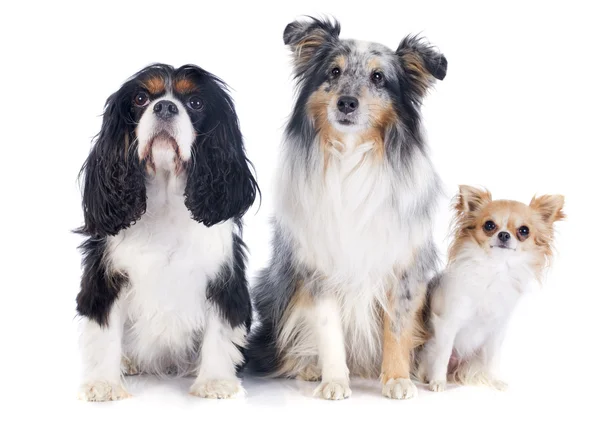 Drie honden — Stockfoto