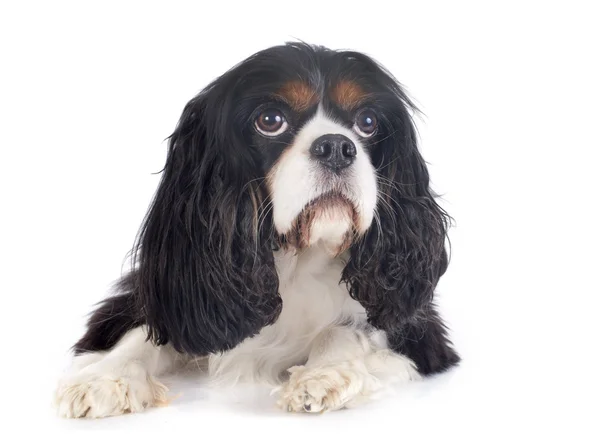 Cavalier King Charles — Stock Fotó