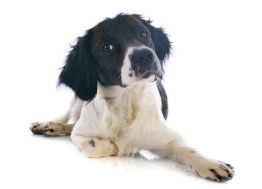 Brittany spaniel