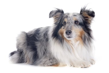 Shetland köpek