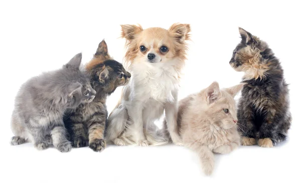 Maine Coon Kitten e chihuahua — Foto Stock