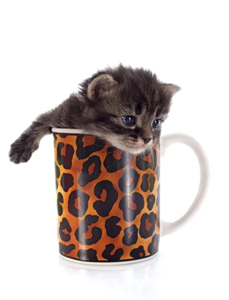 Gatito en taza — Foto de Stock