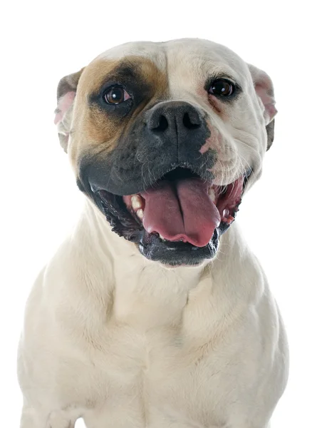 Amerikanische Bulldogge — Stockfoto