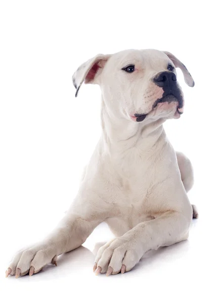 ลูกสุนัข อเมริกัน bulldog — ภาพถ่ายสต็อก
