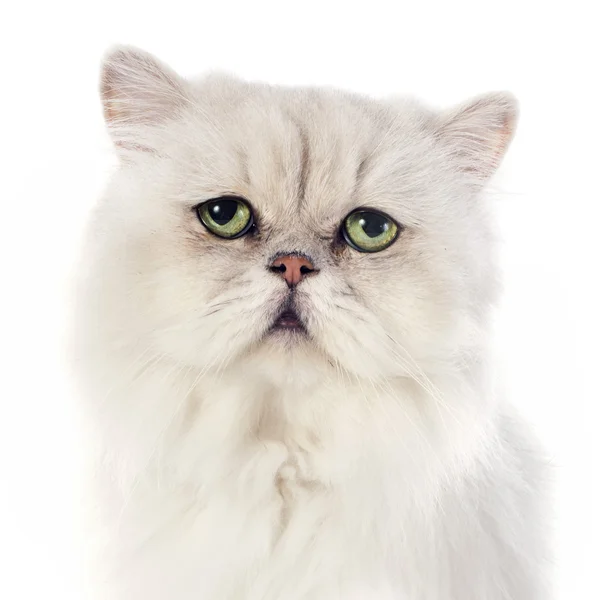 Beyaz Fars kedisi — Stok fotoğraf