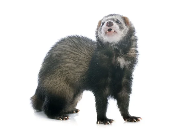 Brown ferret — Stock Photo, Image