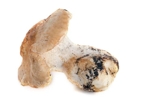 Kirpi mantarı — Stok fotoğraf