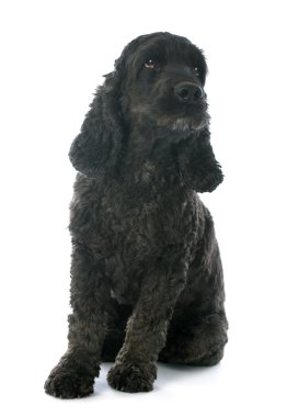 siyah cocker spaniel