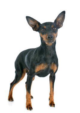 Minyatür pinscher.