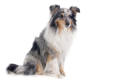 Shetland köpek