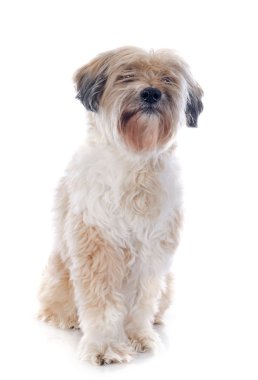 Tibet terrier